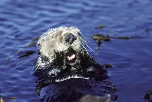 Sea Otter - resting in kelp bed - Monterey Bay - Pacific Ocean - California - USA