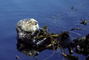 Sea Otter - resting in kelp bed - Monterey Bay - Pacific Ocean - California - USA