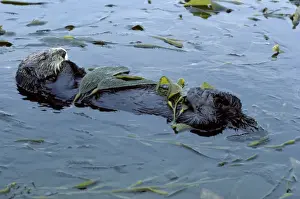 Floating Prints: Sea Otter - resting in kelp bed - Monterey Bay - Pacific Ocean - California - USA DN824