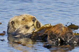 Mustelid Collection: Sea Otter - resting in kelp - Monterey Bay - USA _C3A8968