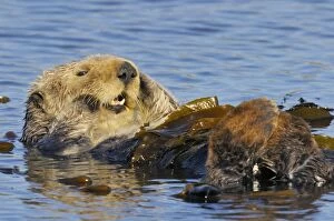 Images Dated 4th March 2008: Sea Otter - resting in kelp - Monterey Bay - USA _C3A8971