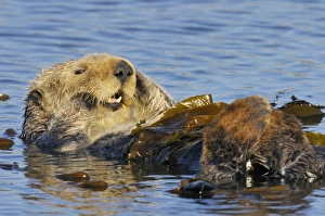 Mustelid Collection: Sea Otter - resting in kelp - Monterey Bay - USA _C3A8971