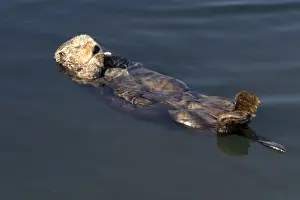Monterey Prints: Sea Otter - resting in the protected waters of the marina at Moss Landing - Monterey Bay - California - USA - Pacific