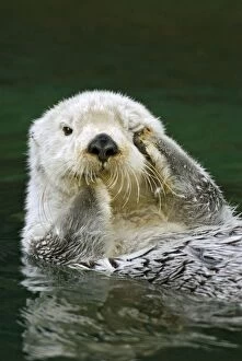 Sea Otter - scratching eye in water