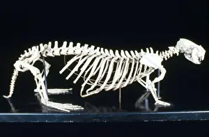 Otters Prints: Sea Otter Skeleton - male