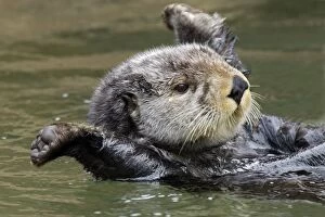 Images Dated 27th March 2007: Sea Otter - stretching after short nap