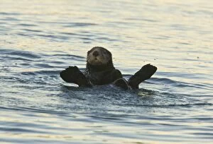 Mustelid Collection: Sea Otter - surfacing after feeding in the sea off southern California