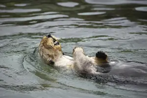 Otters Prints: Sea Otter - Swimming on back Oregon, USA (Captive) MA000404