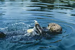 Splashing Prints: Sea Otter TOM 143 Using tool (rock) to open clam Enhydra lutris © Tom & Pat Leeson / ARDEA LONDON