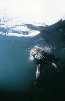 Sea Otter - underwater