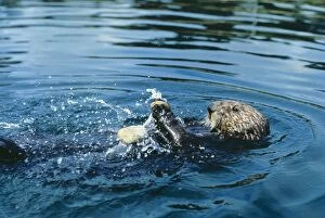 Sea OTTER - Using rock to crack clam