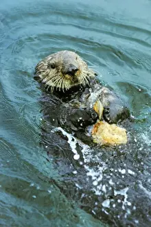Holding Prints: Sea Otter - Using tool cracking clam on rock. California, USA Mo82