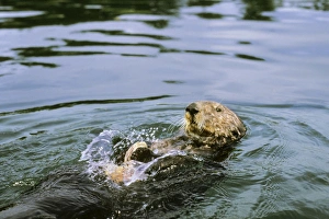 Images Dated 1st September 2004: Sea Otter - Using tool cracking clam on rock. California, USA Mo84