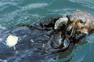 Sea Otter - Using tool - rock to open clam