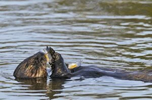 Mustelid Collection: Sea Otter - in water feeding on mollusk - Monterey Bay - USA _C3A3597