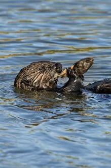Images Dated 2nd March 2008: Sea Otter - in water feeding on mollusk - Monterey Bay - USA _C3A7208