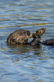 Images Dated 2nd March 2008: Sea Otter - in water feeding on mollusk - Monterey Bay - USA _C3A7208