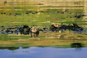 Sea Otter - x2 resting in kelp Aleutian Islands, Alaska, North America