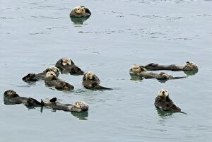 Images Dated 14th September 2006: Sea Otters (Enhydra lutris) resting. A group of sea otters resting is called a raft. Alaska B2B1343