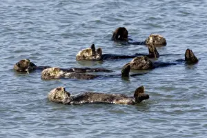 Monterey Prints: Sea Otters - floating at the surface resting - Monterey Bay - California - USA - Pacific Ocean