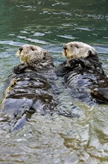 Sea Otters - Two lying on back