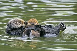 Images Dated 28th February 2008: Sea Otters - mother with young pup - Monterey Bay - USA _C3A5606