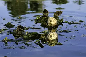 California Prints: Sea Otters - Resting in kelp. Monterey Bay, California, USA Mo74
