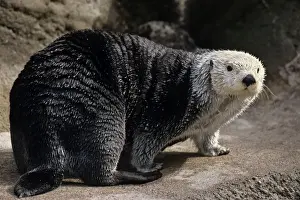Sea Otters - spend very little time out of saltwater. While they do get out for short periods it is usually only for a short time. Pacific Ocean; North America MO284