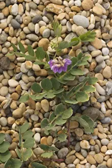 Pebbles Prints: Sea pea (Lathyrus japonicus) in flower, on shingle, Chesil beach, Dorset