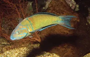 Wrasses Prints: Sea Peacock Wrass Mediterranean