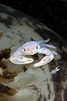Sea Pen Crab / Porcelain Crab - with a Copepod