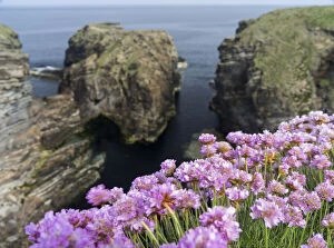 Armeria Gallery: Sea Pink (armeria Maritima) flowering, Orkney