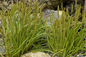Images Dated 15th July 2006: Sea plantain