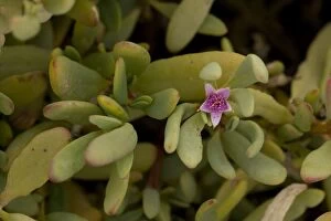 Images Dated 17th March 2006: Sea purslane