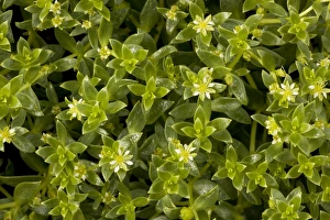 Images Dated 18th July 2006: Sea purslane (Honckenya peploides) in flower. Coastal sand, Scotland