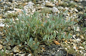 Images Dated 2nd May 2007: Sea Purslane UK