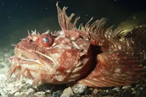 Sea Raven PM 7769 Hemitripterus americanus © Pat Morris / ARDEA LONDON