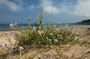 Images Dated 24th April 2011: Sea Rocket - in flower on beach