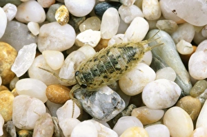 Images Dated 6th March 2006: Sea Slater - seashore UK