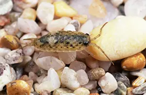 Crustacean Prints: Sea Slatter - seashore UK