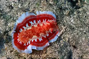 Sea Slug Nudibranch mollusc on coral reef Mombasa Kenya