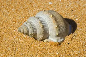 Marine Prints: Sea Snail empty shell of a gastropodae sea snail washed ashore the golden beach of Totaranui Abel Tasman National Park
