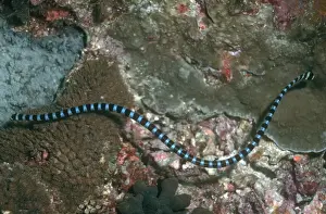 Indo Pacific Prints: Sea Snake -Banded Sea Krait. The venomous Banded Sea Kraits are air breathing