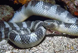 Sea Snake - about to shed skin, venomous Indonesia