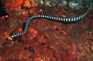 Images Dated 21st July 2005: Sea Snake - The venomous Banded Sea Kraits are air breathing, egg laying reptiles who live