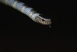 Sea Snake - venomous Soth West, Pacific, Indonesia