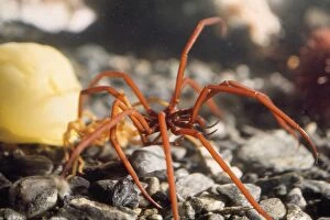 Images Dated 1st March 2007: Sea Spider Signy Island, Antarctic