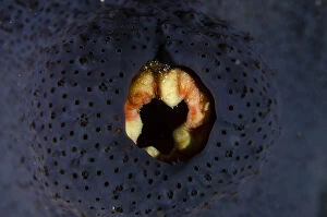 Bangka Gallery: Sea Squirt covered with sponge (Porifera Phylum)