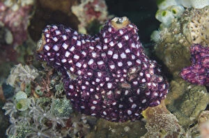 Bangka Gallery: Sea Squirt covered with tunicates - Muka Linggua