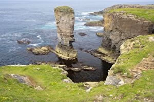 Images Dated 21st June 2010: Sea stack Yesnaby Castle and cliffs - Orkney Mainland LA005107